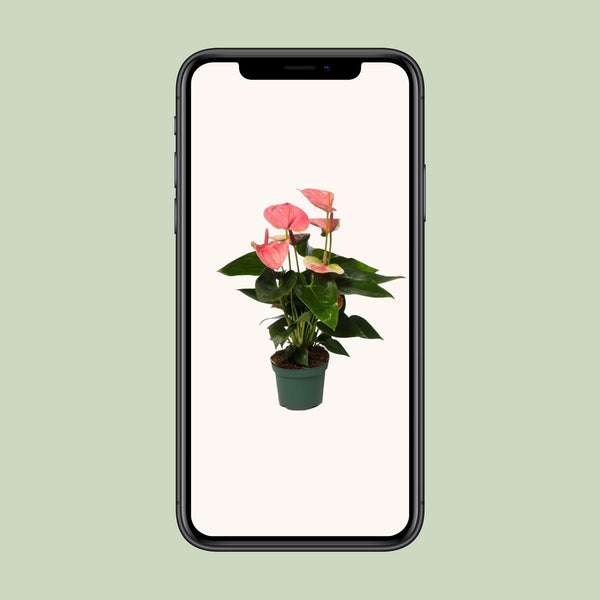 Flamingoplant - Anthurium Sweet Dream - Ø12cm - ↕35cm