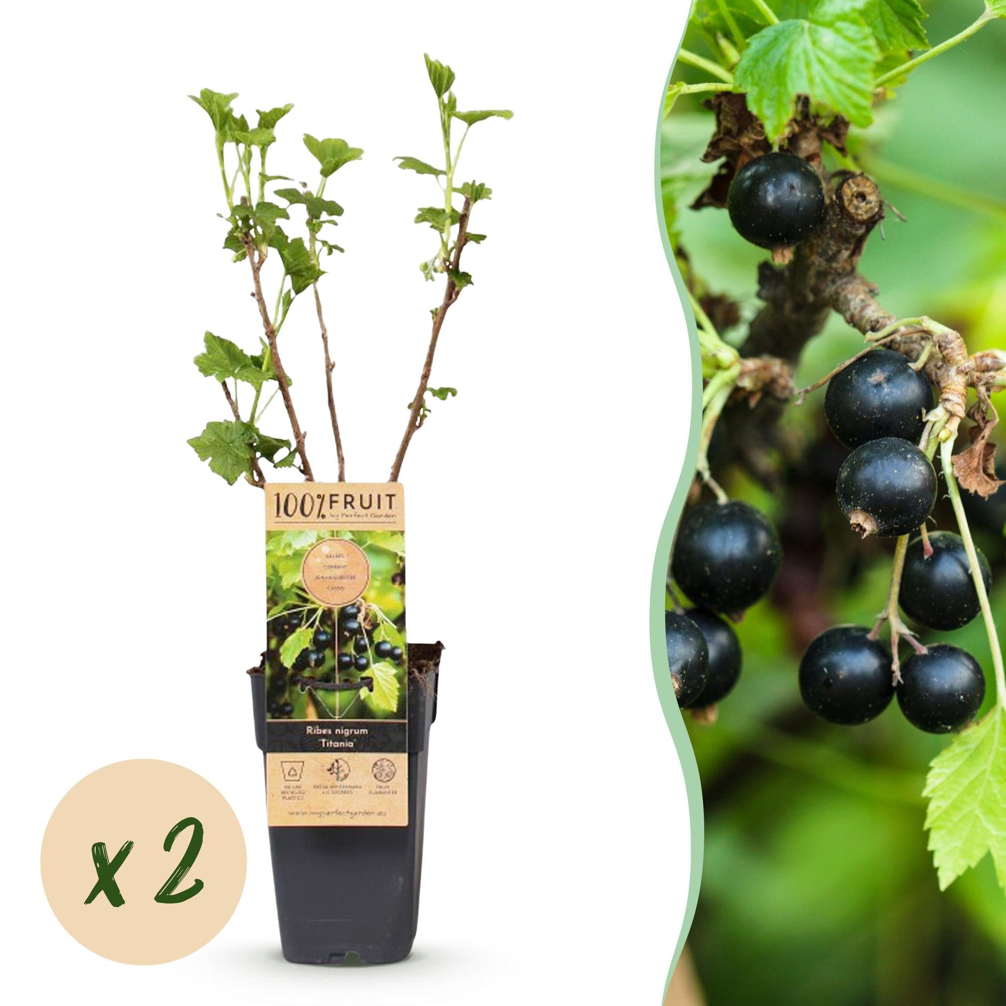 Bessenplant - Ribes nigrum Titania - Ø15cm - ↕50cm