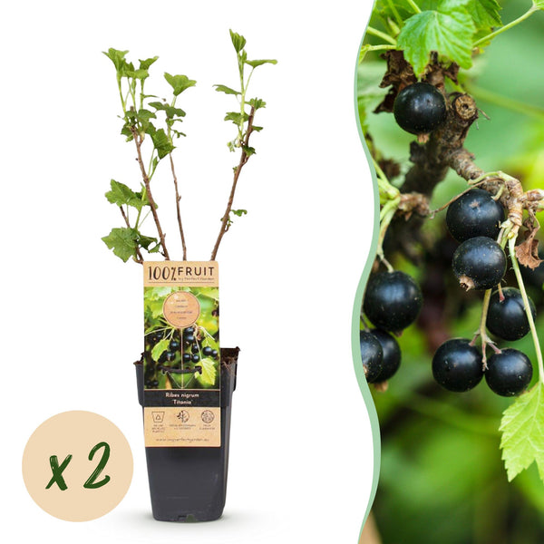 Bessenplant - Ribes nigrum Titania - Ø15cm - ↕50cm