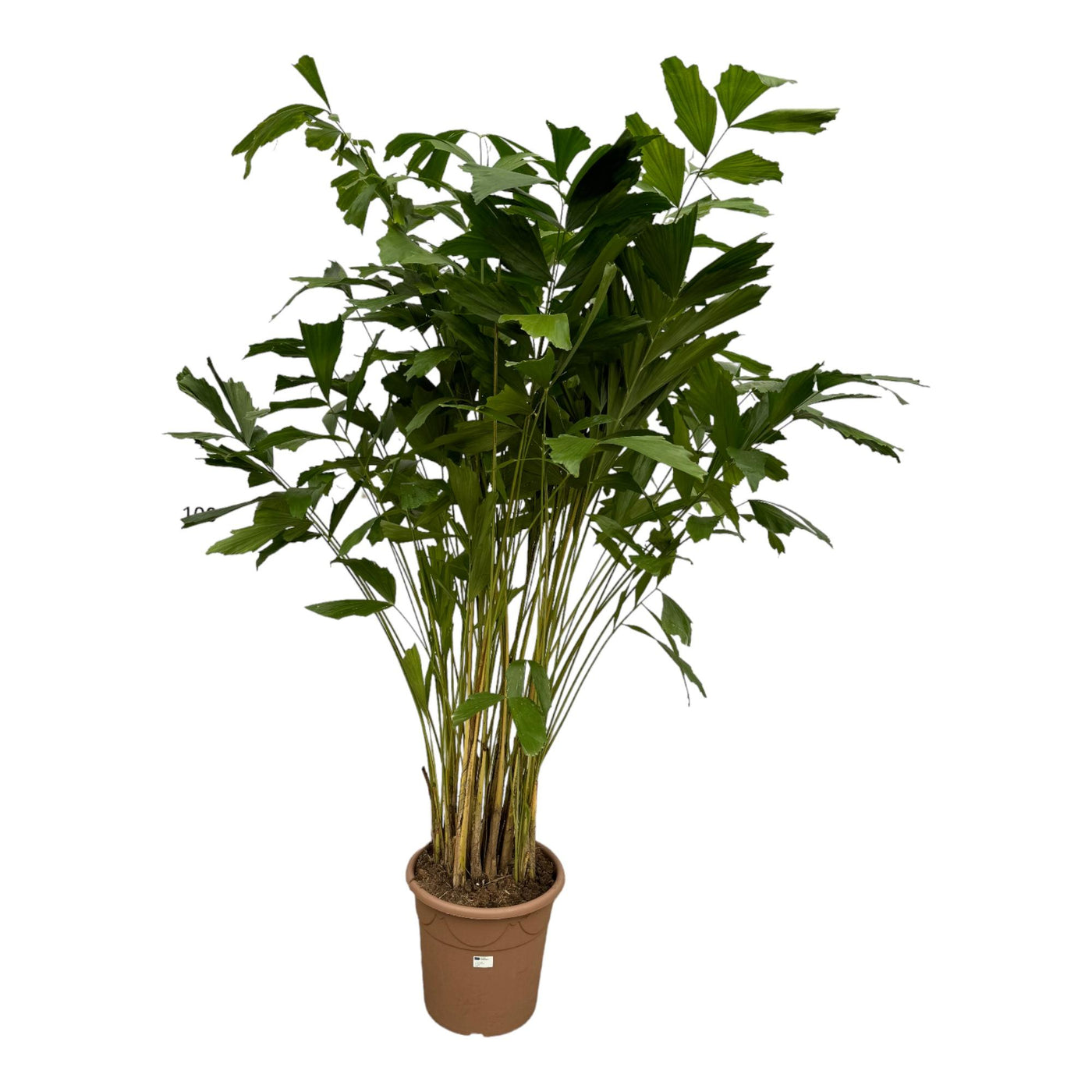 Vissenstaartpalm - Caryota mitis - Ø32cm - ↕250cm