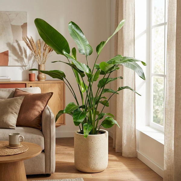 Witte paradijsvogelplant - Strelitzia nicolai - Ø24cm - ↕150cm