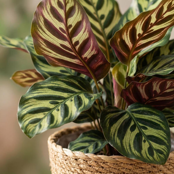 Pauwenplant - Calathea Makoyana - Ø19cm - ↕70cm