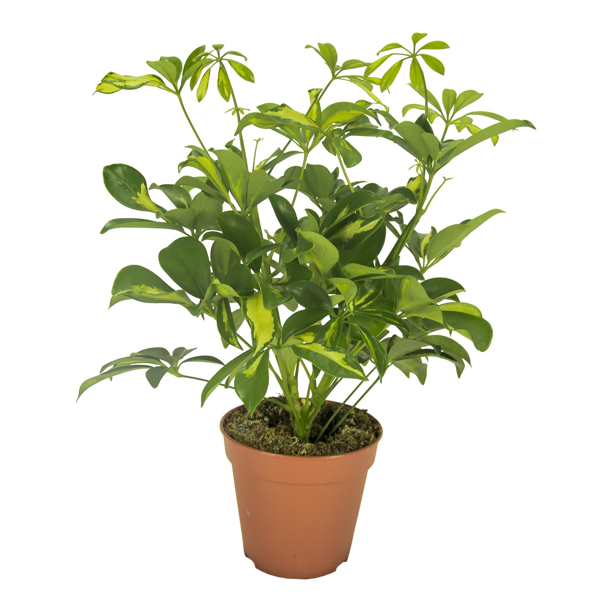 Vingerboom - Schefflera Gerda - Ø13cm - ↕35cm