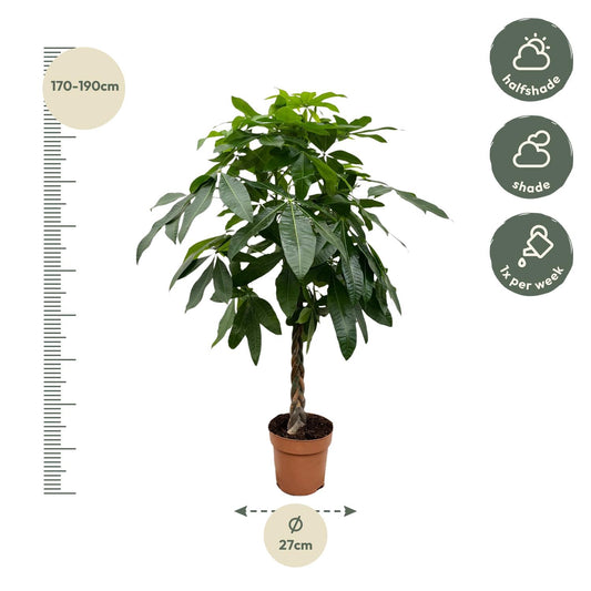 Geldboom - Pachira aquatica - Ø27cm - ↕150cm