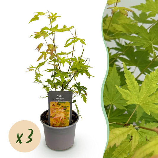 Japanse Esdoorn - Acer palmatum Orange Dream - Oranje - Ø12cm - ↕35cm