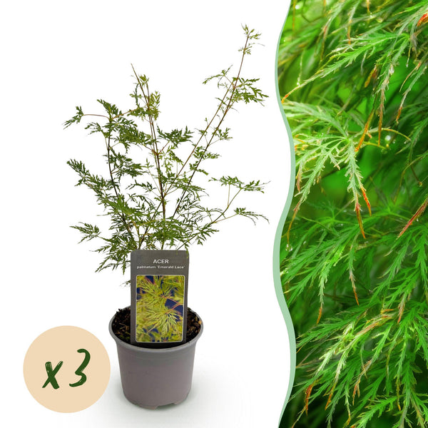 Japanse Esdoorn - Acer palmatum Emerald Lace - Ø12cm - ↕35cm