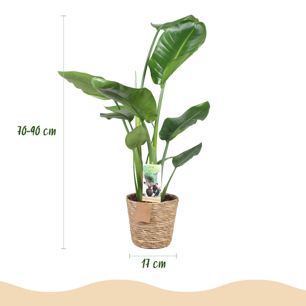 Witte paradijsvogelplant - Strelitzia nicolai - Ø17cm - ↕70-90cm