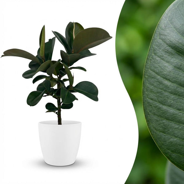 Rubberplant - Ficus elastica Cloe - Ø19cm - ↕65cm