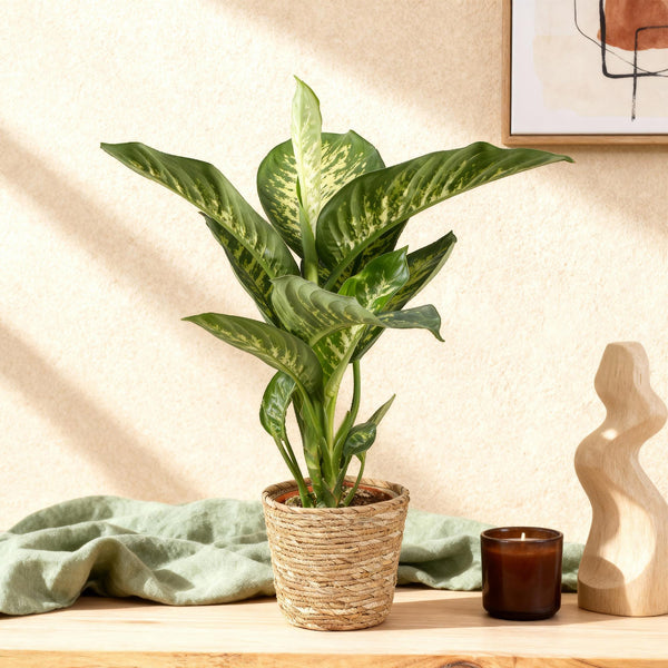 Dieffenbachia - Dieffenbachia Tropic Snow - Ø21cm - ↕90-100cm