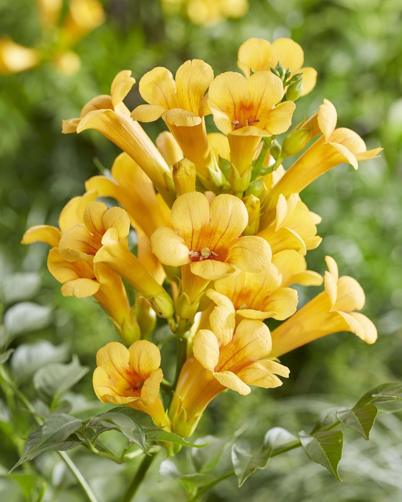 2x Trompetklimmer - Campsis Summer Jazz 'Gold Trumpet' - Ø15cm - ↕65cm