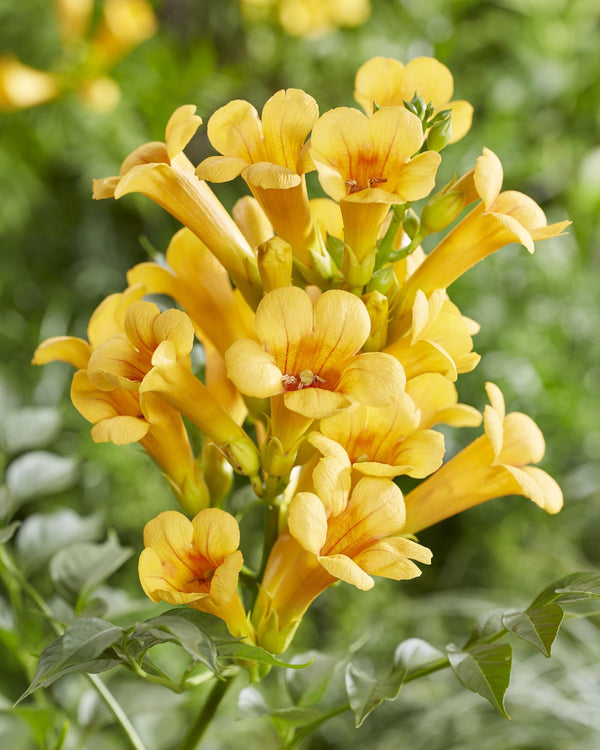 2x Trompetklimmer - Campsis Summer Jazz 'Gold Trumpet' - Ø15cm - ↕65cm