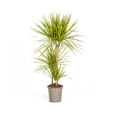 Drakenbloedboom - Dracaena marginata 'Sunray' - Ø21cm - ↕105cm