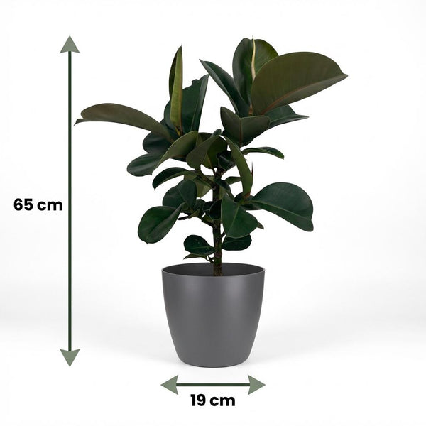 Rubberplant - Ficus elastica Cloe - Ø19cm - ↕65cm