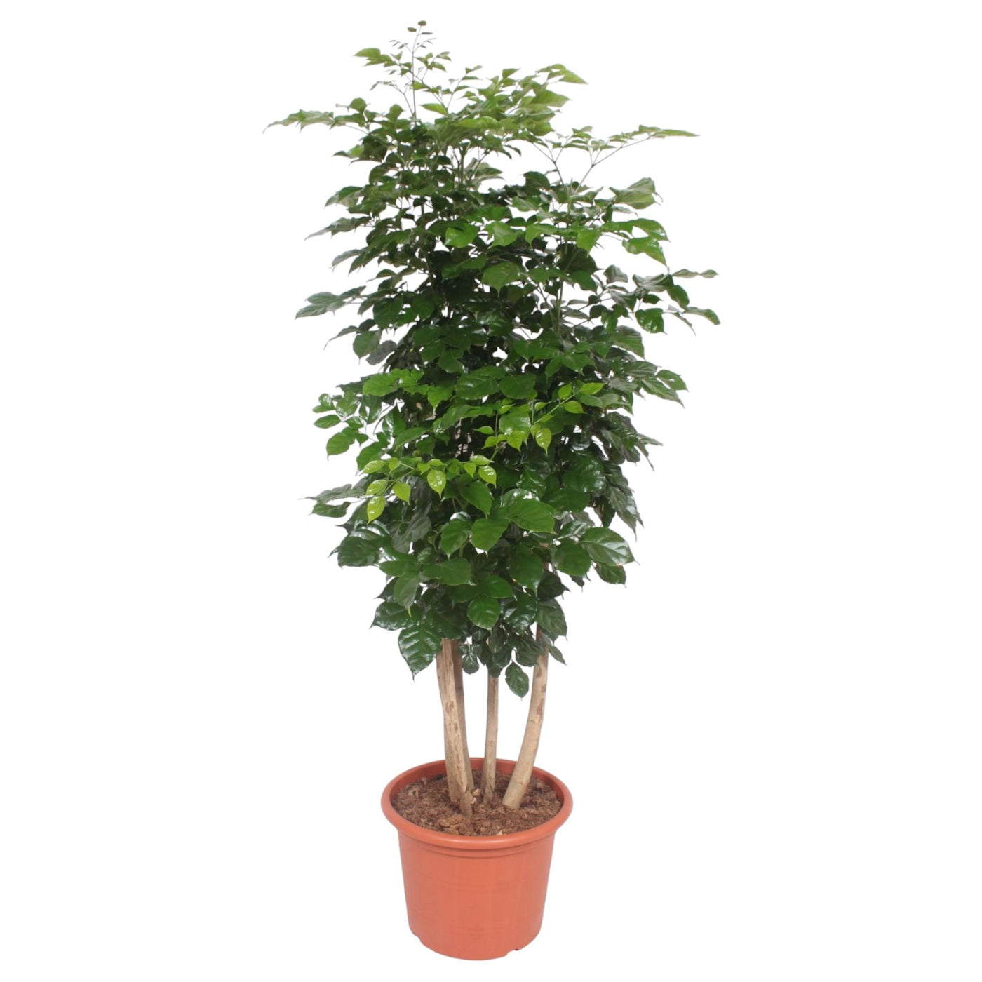 Sierlijke esdoorn - Radermachera hainanensis - Ø34cm - ↕190cm