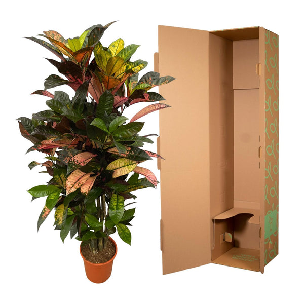 Croton - Codiaeum Iceton vertakt - Ø24cm - ↕100cm