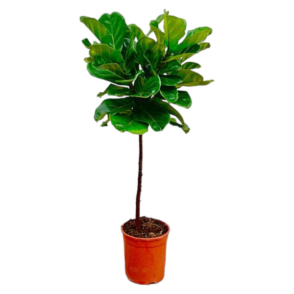 Vioolbladplant - Ficus lyrata stam - Ø24cm - ↕130cm