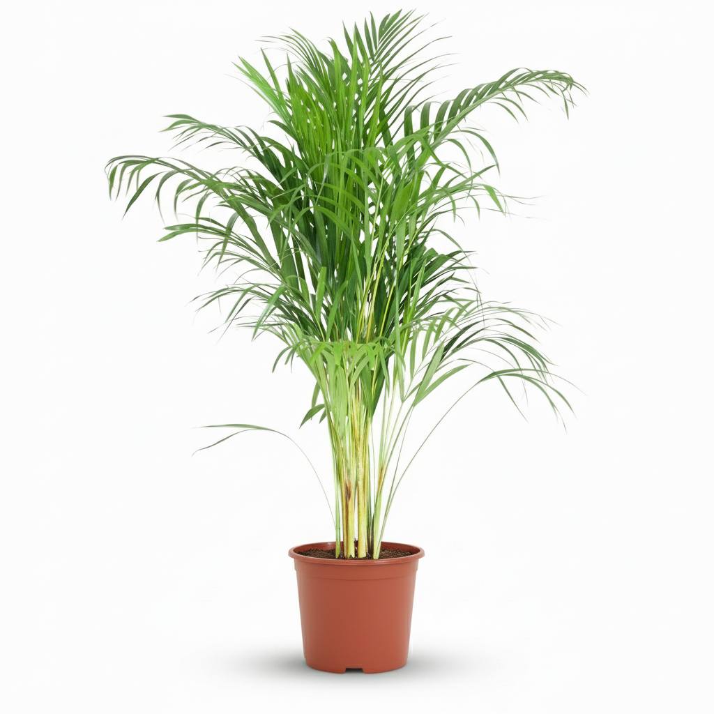 Arecapalm - Dypsis lutescens - Ø21cm - ↕90-100cm