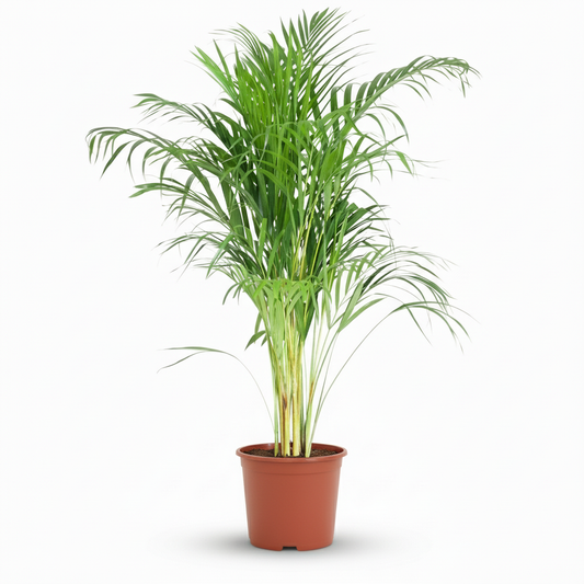Arecapalm - Dypsis lutescens - Ø21cm - ↕90-100cm