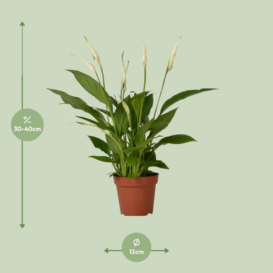Lepelbloem - Spathiphyllum Bingo Cupido - Ø12cm - ↕45cm