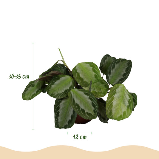 Gebedsplant - Maranta Fascinator Silverband - Ø12cm - ↕25cm