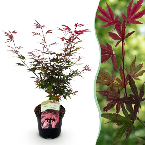 Japanse Esdoorn - Acer palmatum Shaina - Rood - Ø19cm - ↕70cm