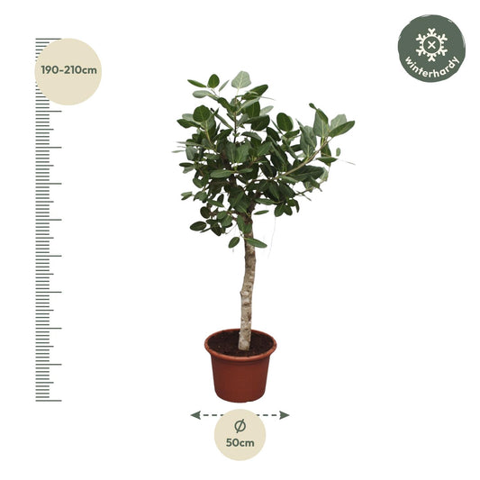 Bengaalse Vijg - Ficus benghalensis - Ø50cm - ↕200cm