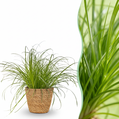 Kattengras - Cyperus alternifolius 'Zumula' - incl. mand - Ø12cm - ↕20cm