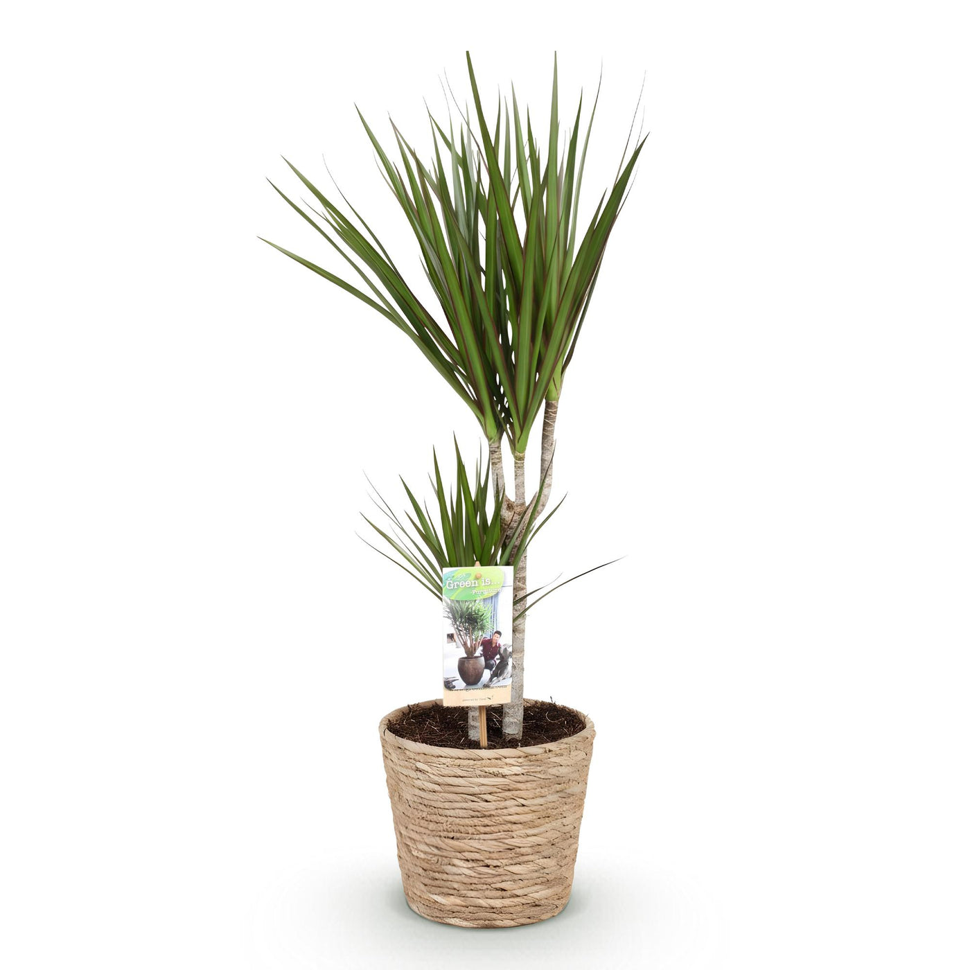 Drakenbloedboom - Dracaena marginata - incl. mand - Ø17cm - ↕70-80cm