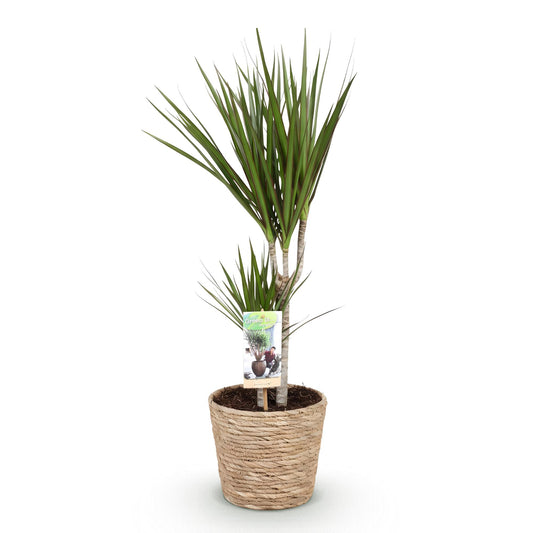 Drakenbloedboom - Dracaena marginata - Ø17cm - ↕70-80cm