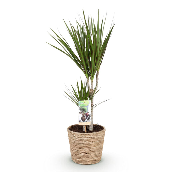 Drakenbloedboom - Dracaena marginata - Ø17cm - ↕70-80cm