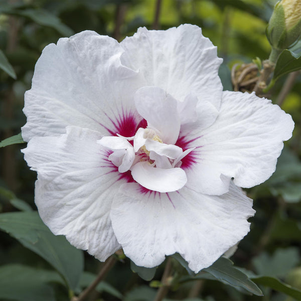 Hibiscus op stam - Hibiscus syriacus 'Starburst Chiffon' - Ø19cm - ↕90cm