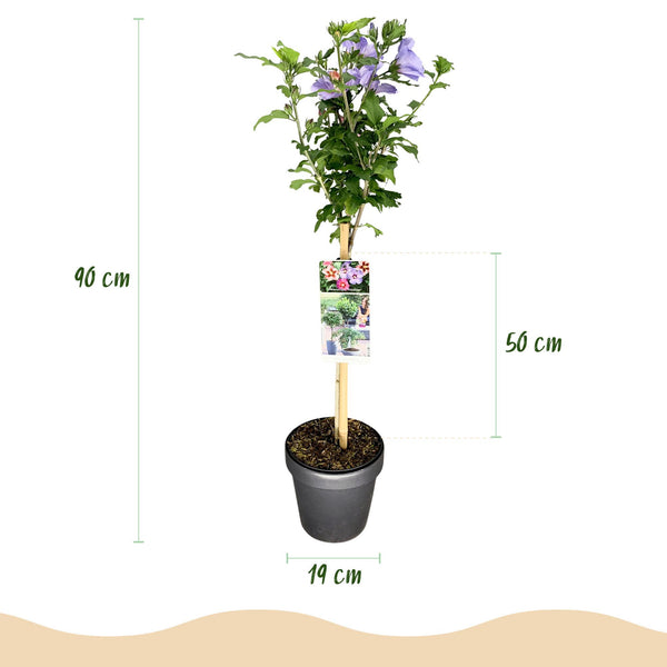 Hibiscus op stam - Hibiscus syriacus 'Tricolour'