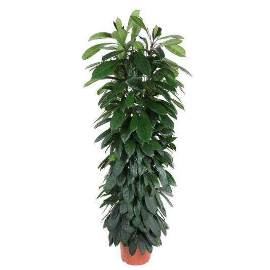 Vijgenboom - Ficus cyathistipula zuil - Ø29cm - ↕150cm