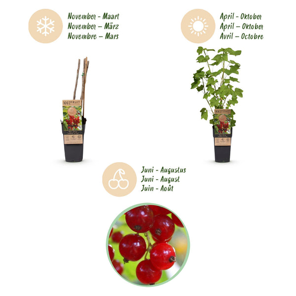 Bessenplant - Ribes rubrum Jonkheer van Tets - Ø15cm - ↕50cm