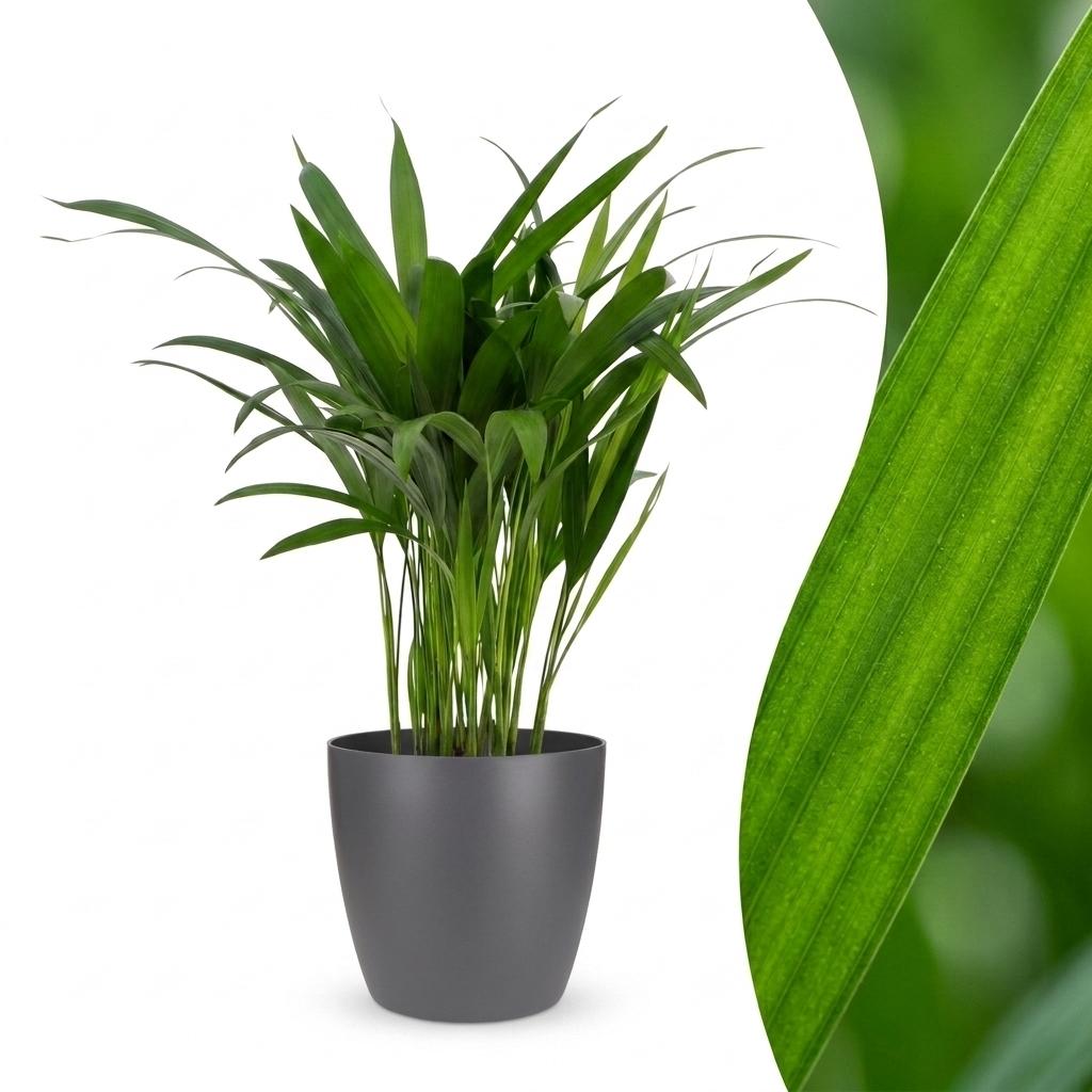 Arecapalm - Areca Lutescens - incl. Elho Potter - grijs - Ø12cm - ↕45cm