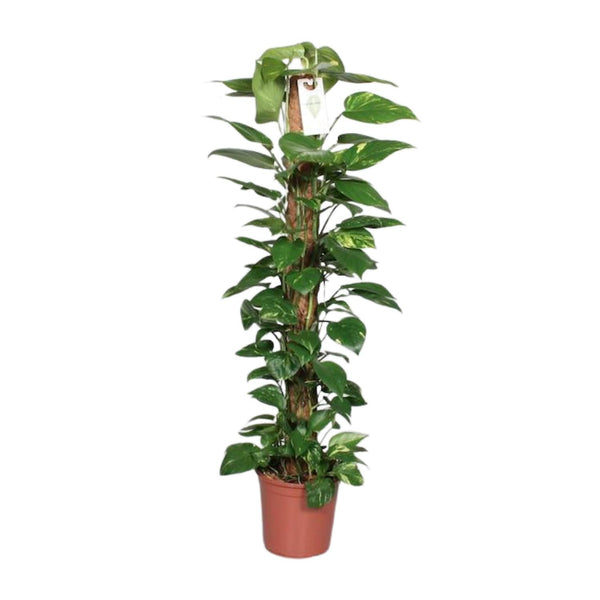 Pothos - Epipremnum pinnatum mosstok - Ø24cm - ↕120cm