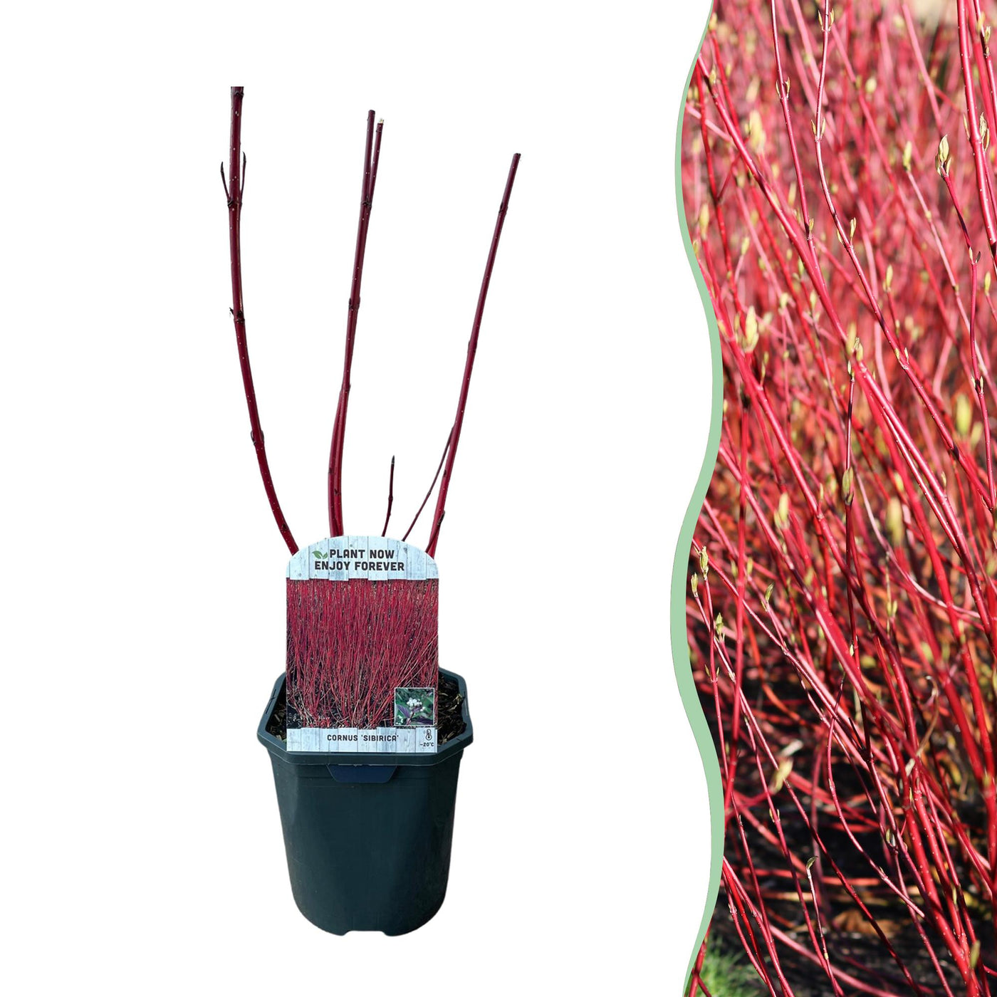 Kornoelje - Cornus sibirica - Ø17cm - ↕45cm