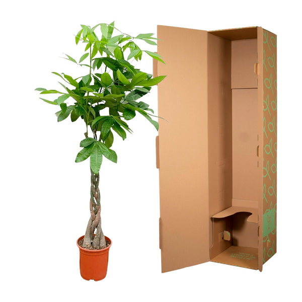 Geldboom - Pachira aquatica - Ø21cm - ↕110cm