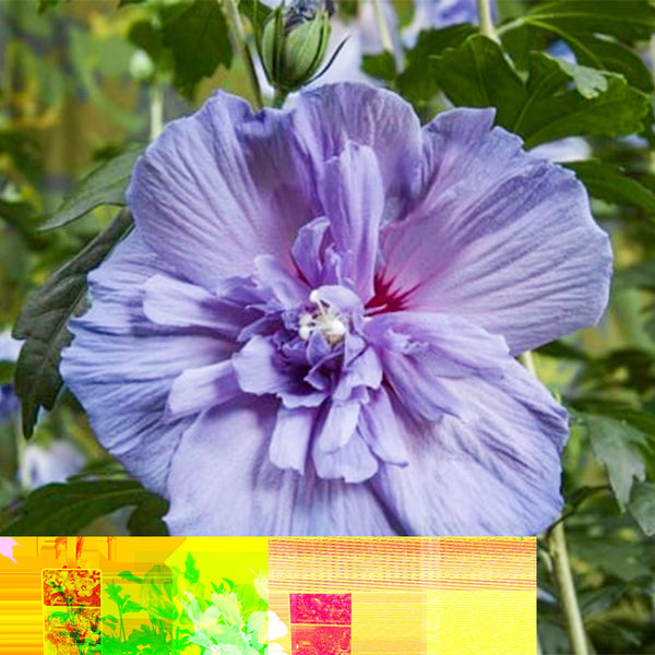 Hibiscus op stam - Hibiscus syriacus 'Blue Chiffon' - blauw - Ø19cm - ↕90cm