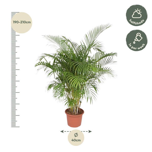 Arecapalm - Dypsis lutescens - Ø40cm - ↕200cm