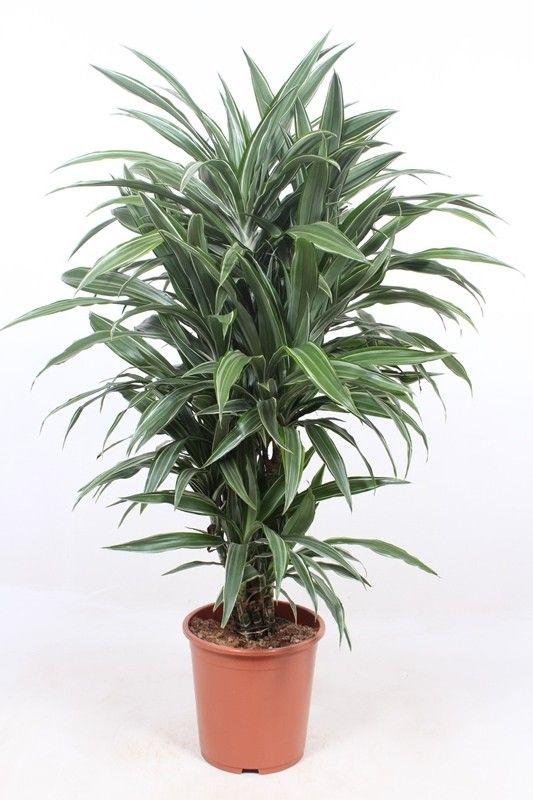 Drakenbloedboom - Dracaena Warneckei - ↕100cm