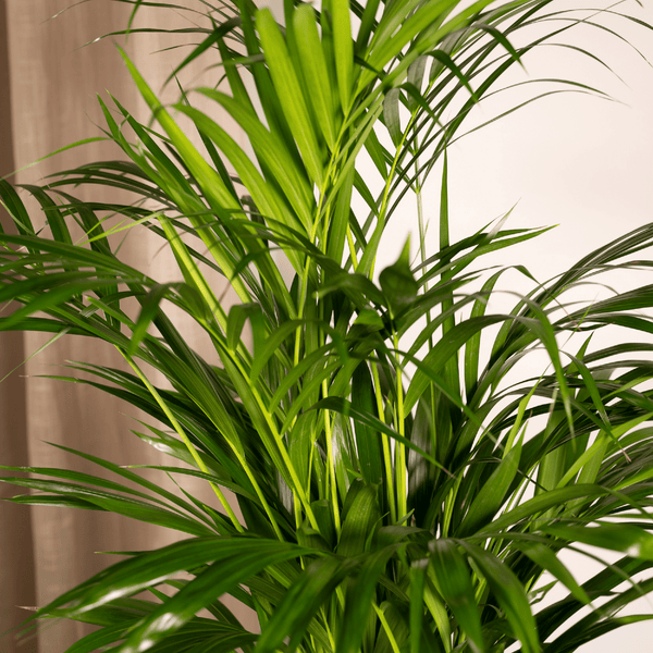 Arecapalm - Areca palm - Ø17cm - ↕70cm