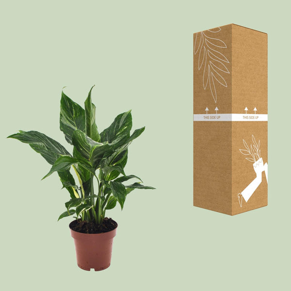 Lepelbloem - Spathiphyllum Diamond - Ø12cm - ↕40cm