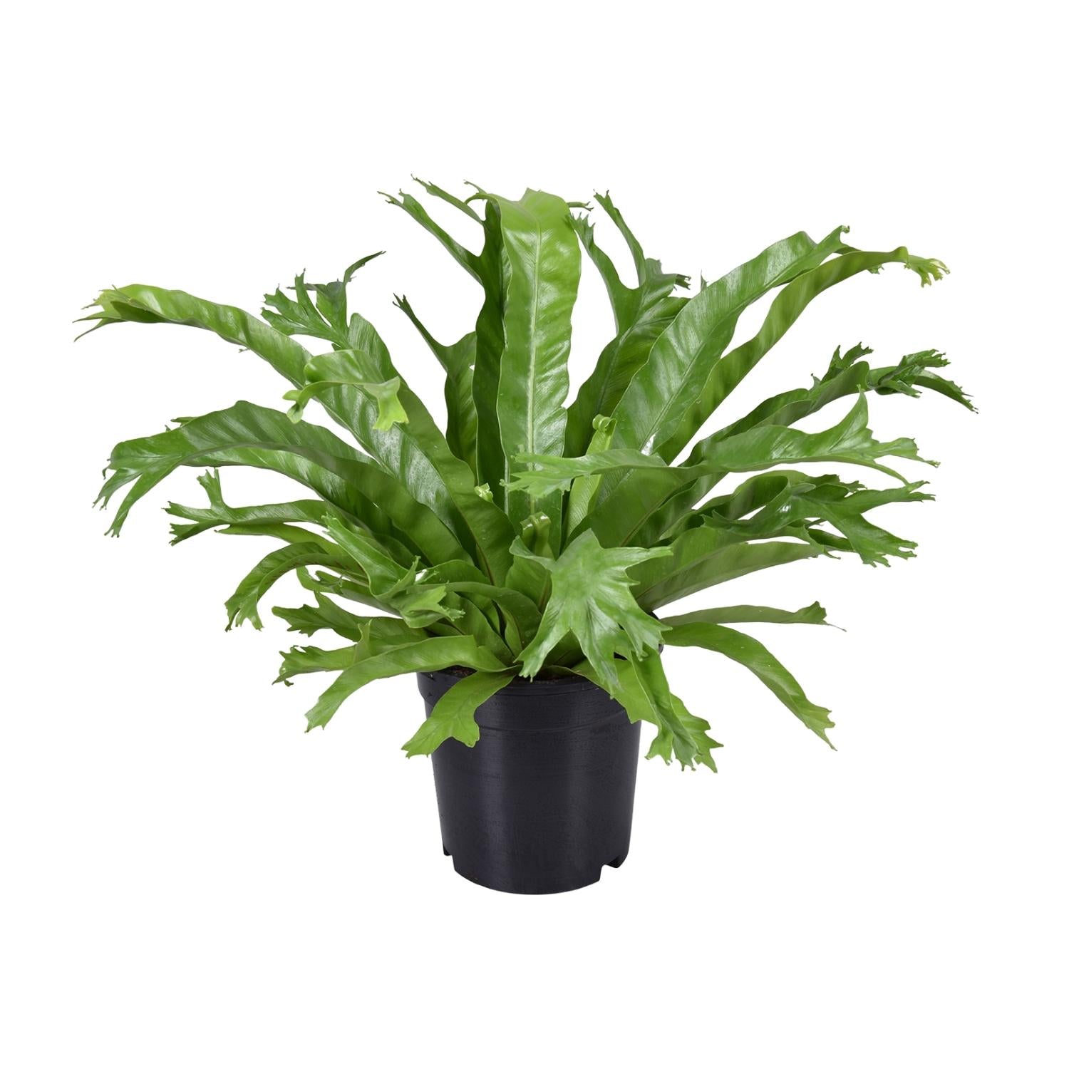 Tongvaren - Asplenium nidus Crissie - Ø17cm - ↕40cm