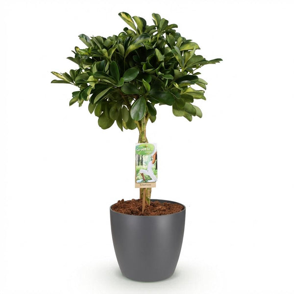 Vingerboom - Schefflera Gold Capelle - Goud - Ø21cm - ↕70-80cm
