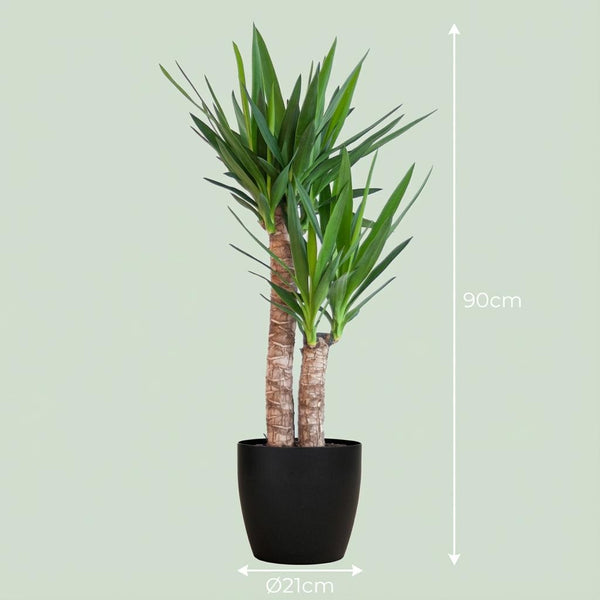 Palmlelie - Yucca elephantipes - incl. Pot - Zwart - Ø21cm - ↕90cm