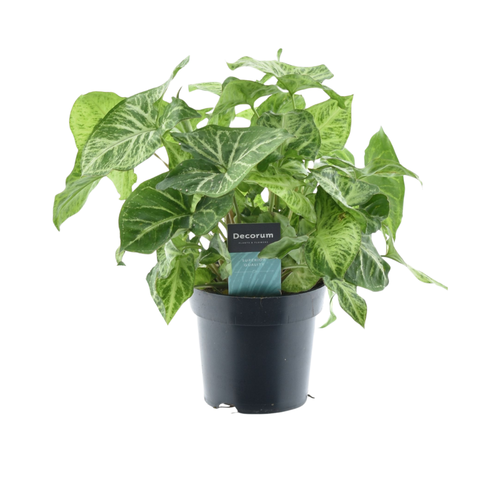 Pijlblad - Syngonium Arrow Feel Green - Ø14cm - ↕25cm