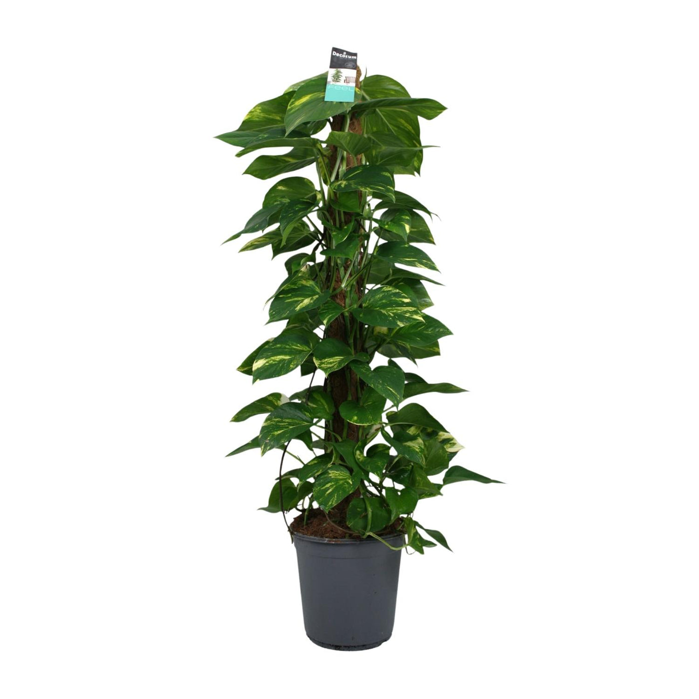 Satijnpothos - Scindapsus pictus - Ø24cm - ↕120cm