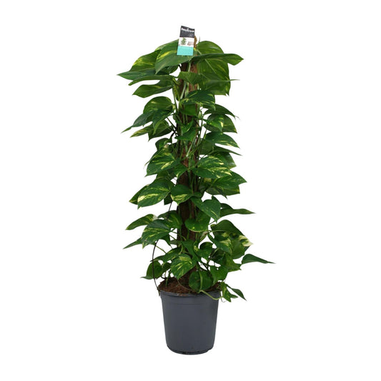Satijnpothos - Scindapsus pictus - Ø24cm - ↕120cm