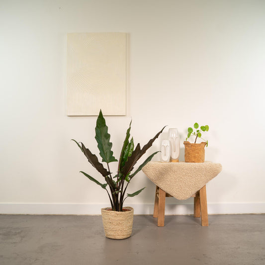 Olifantsoor - Alocasia Lauterbachiana - incl. Mand Selin - Ø19cm - ↕80cm